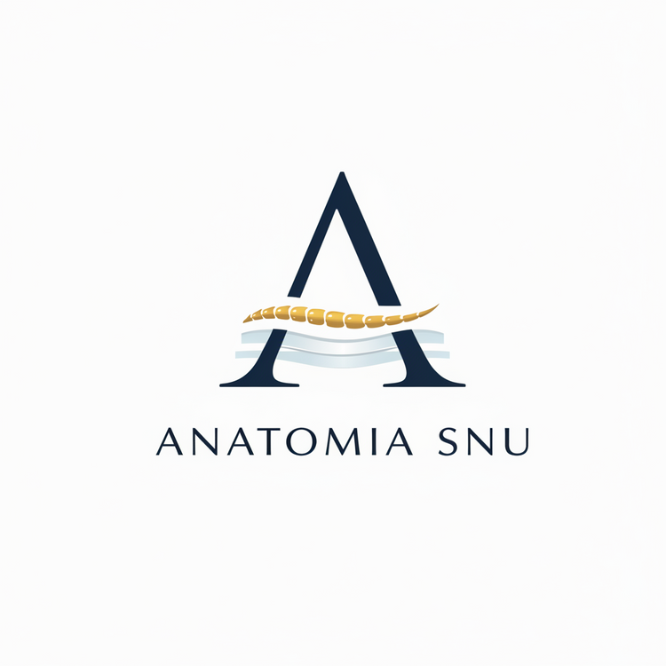 Anatomia Snu